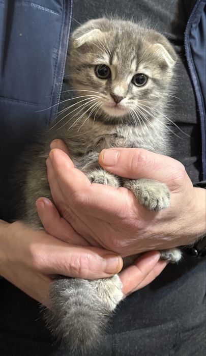 Подарую кошенят в добрі руки