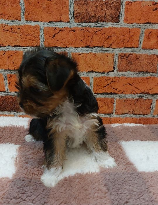 Dziewczynka yorkshire