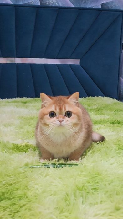Дуже ручний хлопчик золота шиншила