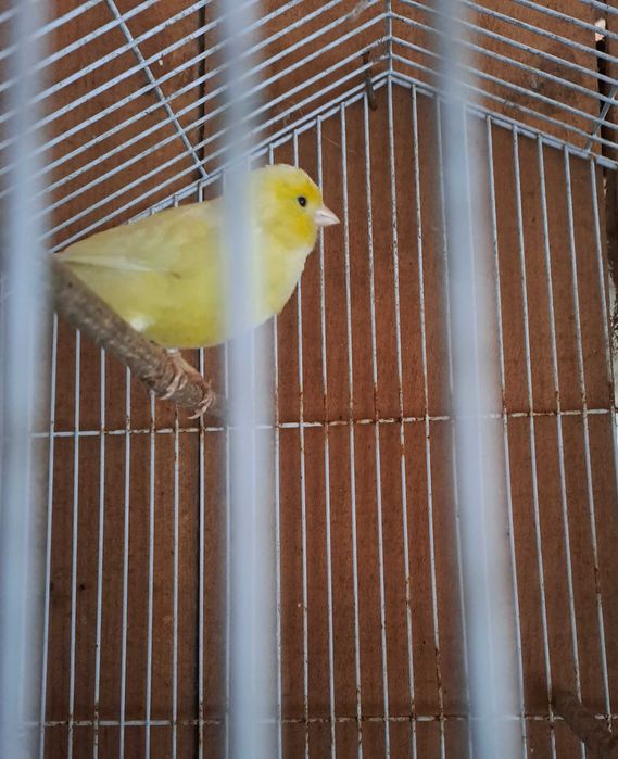 Canarios femeas 2025