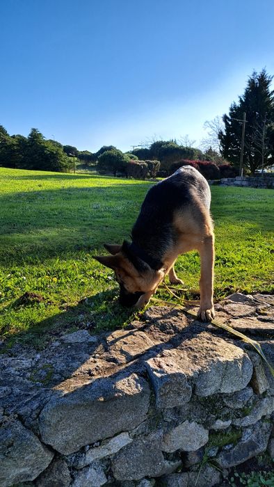Adoção Responsável: Roma, Pastora Alemã, procura nova família