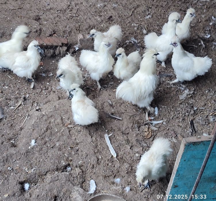 Курочки пухові білі