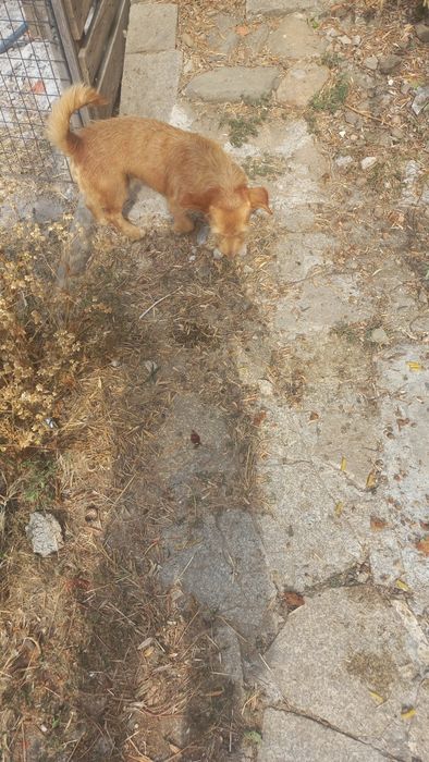 Cães meigos para doar