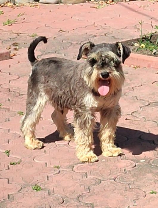 Цвергшнауцер. Річний хлопчик.