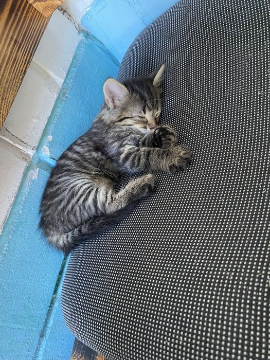 Котята безплатно
