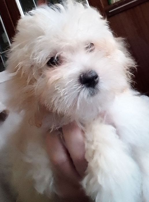 СРОЧНО!ЗНИЖКА !Мальтіпу дівчатка і хлопці