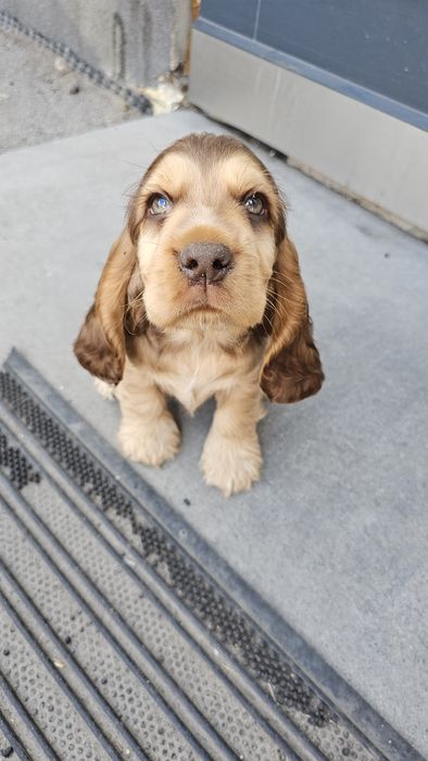 Cocker Spaniel Angielski