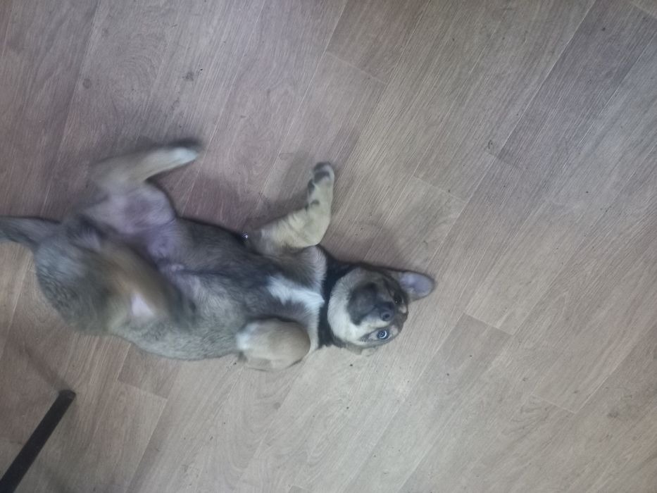 Щеночек ищет дом