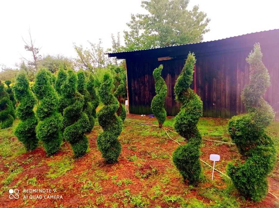 Tuja szmaragd, tuje 70-80cm PROMOCJA