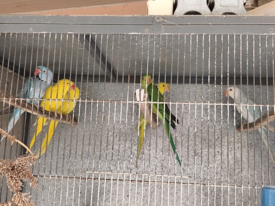 Ring necks novos