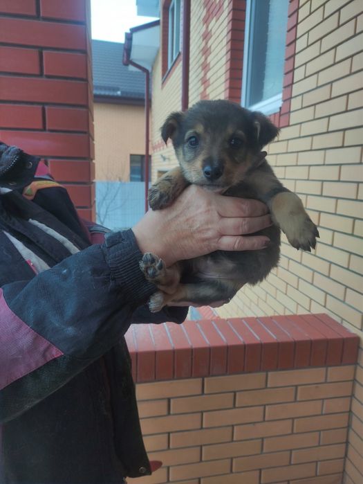 Цуценята 3 місяці (безкоштовно)