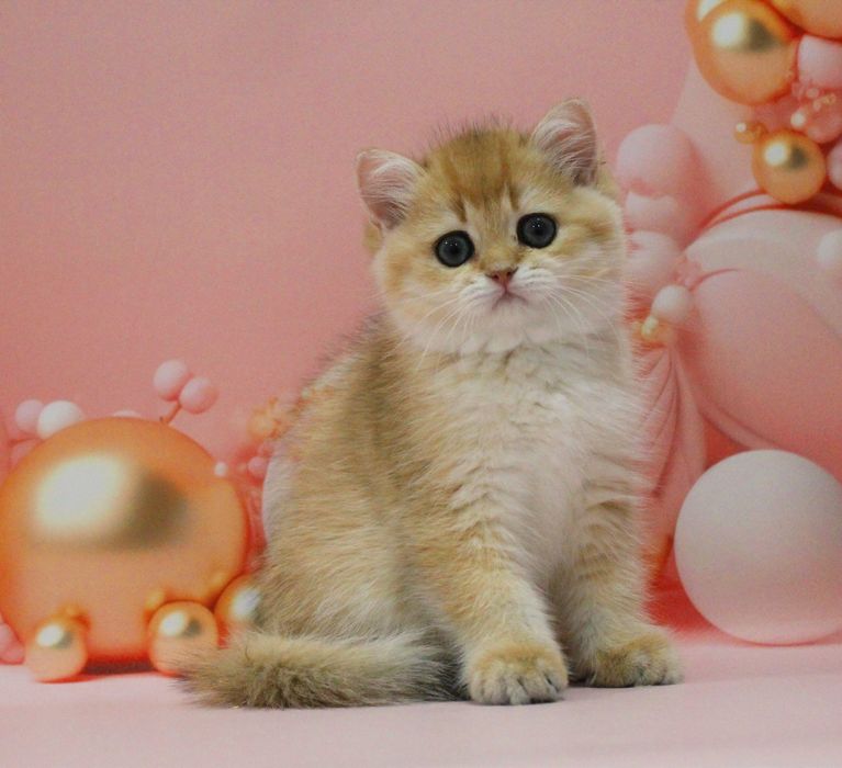 Золота британочка на ім'я Адріанна чекає свою матусю