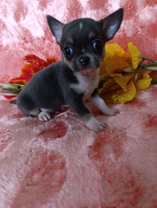 Хлопчина вишуканого блакитного окрасутний