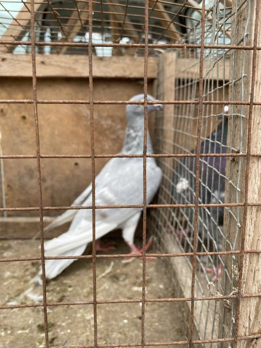 Мотонаколіники утеплені