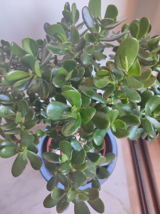 Suculenta planta de jade