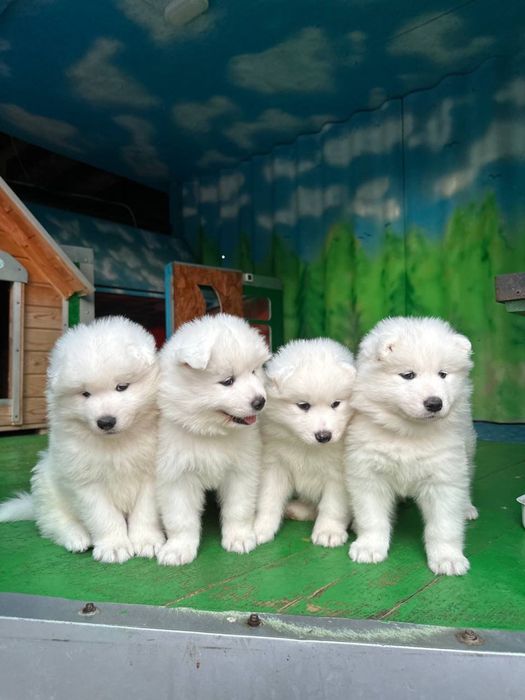 Приглашаем на вязку собаки породы "Самоед " (Самоедская лайка)