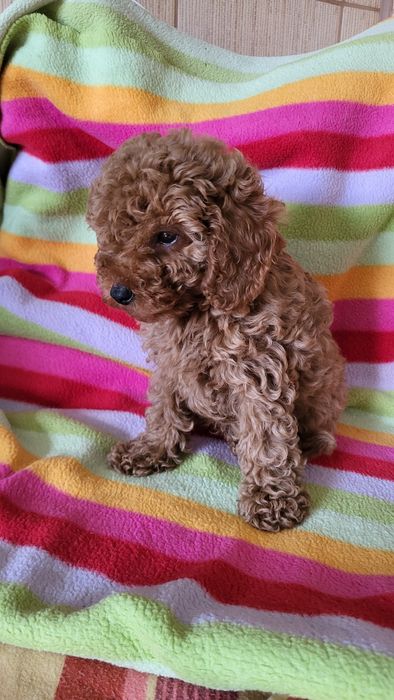 Той пудель ред браун.