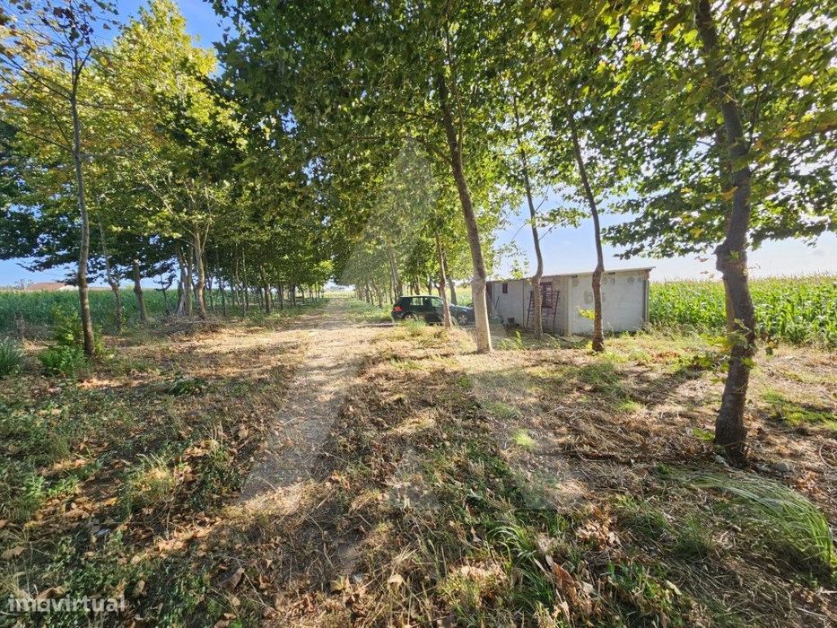 Land located in the parish of Ílhavo
