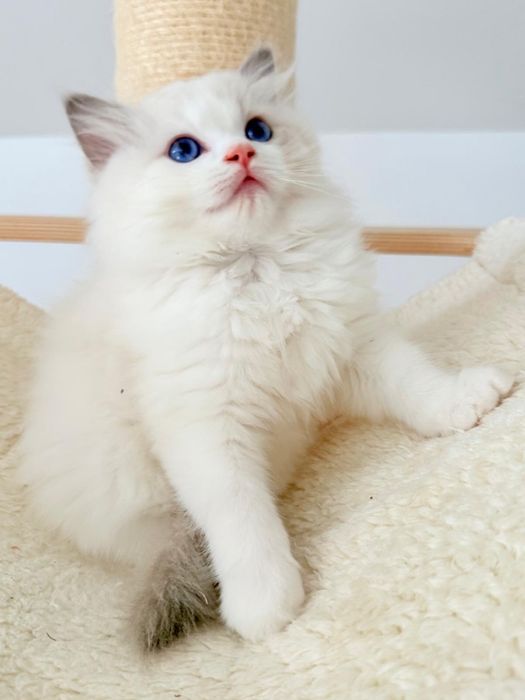Kocur Ragdoll kociak blue bicolor, kot - rodowód FPL, Draco - gotowy do odbioru