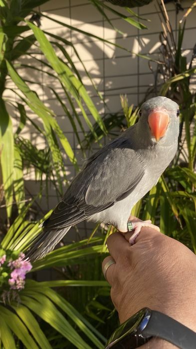Ring neck domesticado -oportunidade