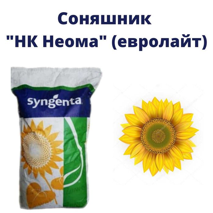 Насіння соняшнику та кукурудзи дуже багато є в наявності гібридів