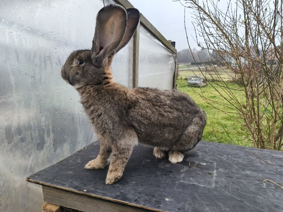Zakoty olbrzymem belgijski bos lub na sprzedaż