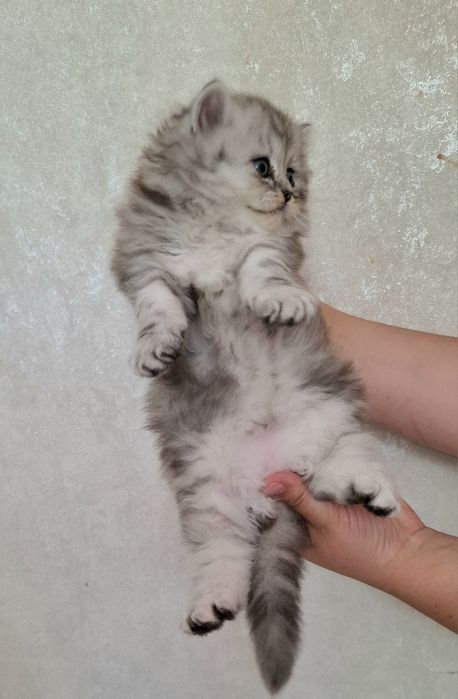 Британский котёнок ns22
