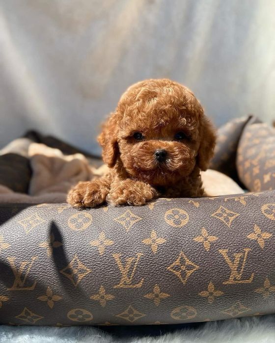 Хлопець чудовий, той пудель