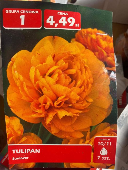 Тюльпани 60 грн пачка