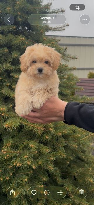 Мальтіпу дівчинка