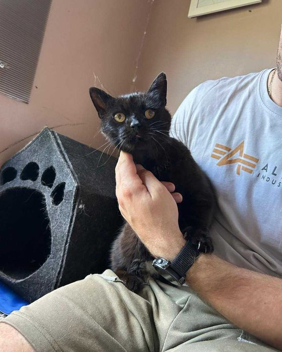 Hawranek - marzy o ciepłym kącie i przytulaniu (FIV+ FeLV+)