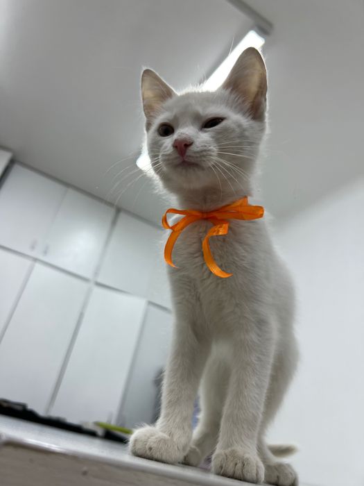 Віддамо кошеня у добрі руки