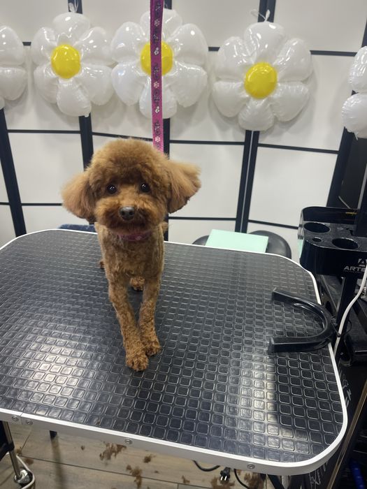 Стрижка  собак ,моделі