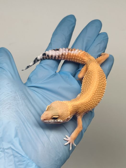 Gekon lamparci gekony lamparcie