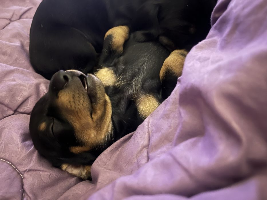 Потужні цуценята таксята