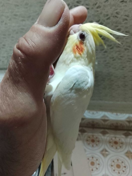 Caturras criadas a mao ou para criar