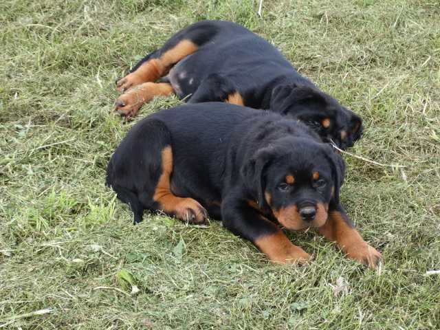 Rottweiler suczka