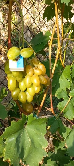 Лоза винограда Афтограф(Калугина)Ламборджини,Аватар и другие формы