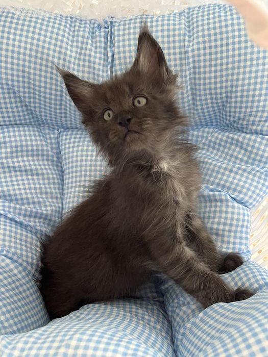 Котики породи Мейн Кун