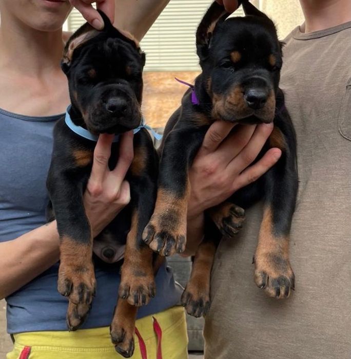 Doberman szczeniak do rezerwacji