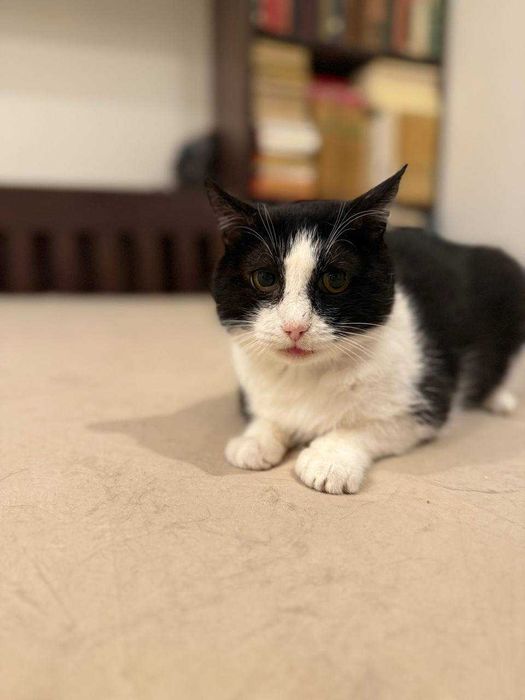 надзвичайно ніжний котик, кіт евакуйований з зони бойових дій