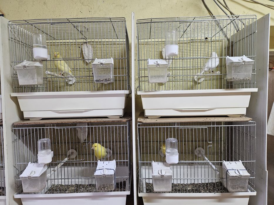 Kanarki młode  na śpiewie