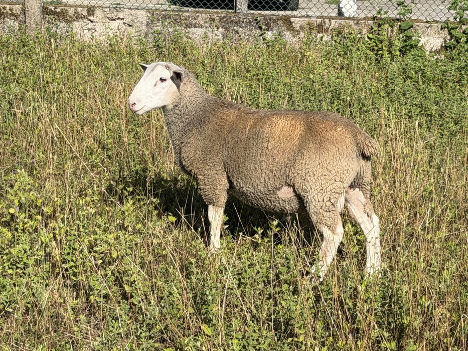 2 borregos de raça inra/romane
