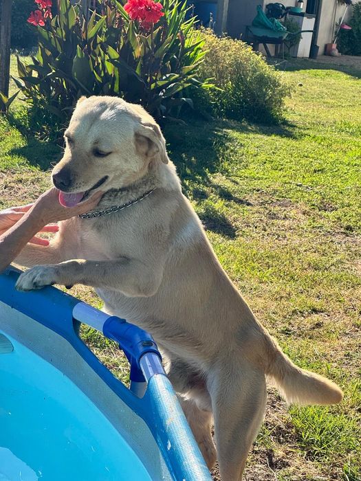 Labrador com 6 aninhos para adopção