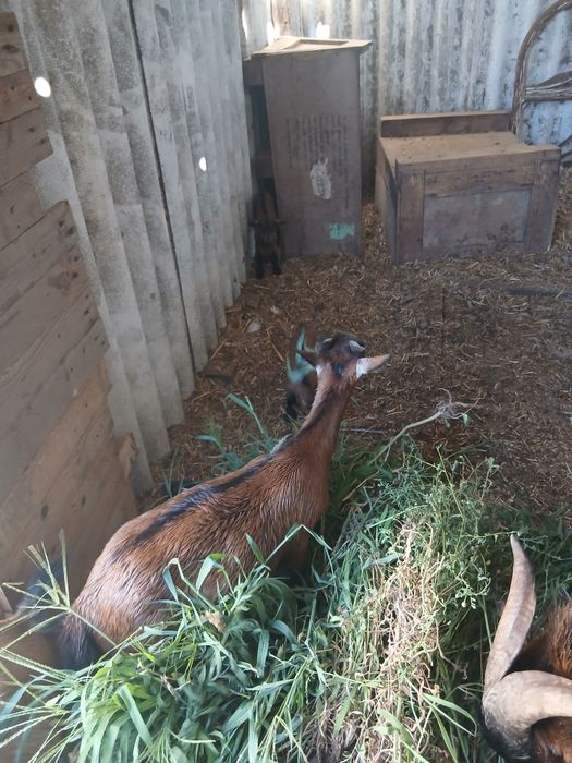 Animais de quinta e aves