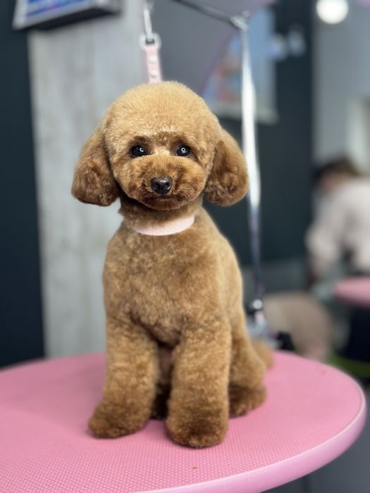 Стрижка собак та котів. Грумінг студія в Ірпені «Groom Bar»