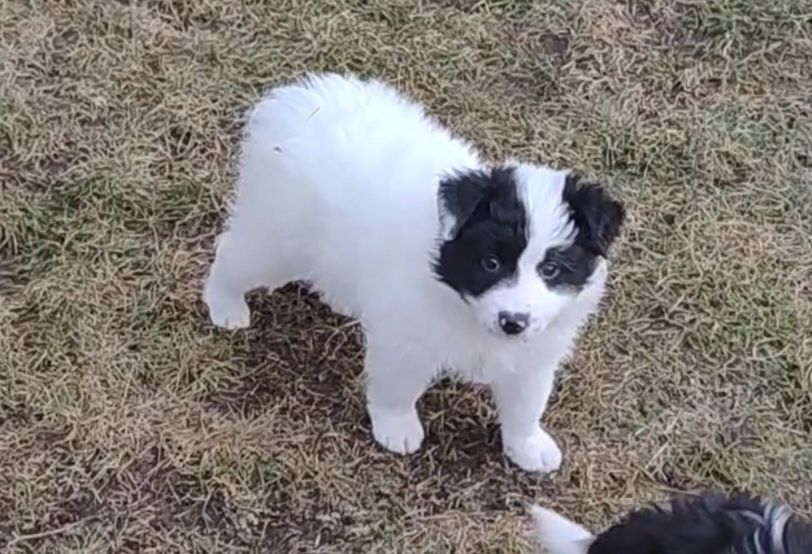 Border collie || szczeniaki — pies || Kosair Spirit