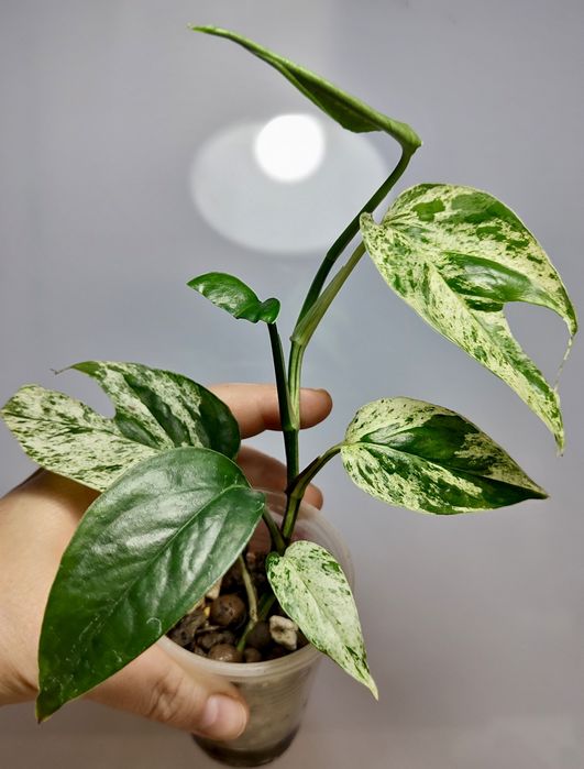 Epipremnum pinnatum Marble Variegata