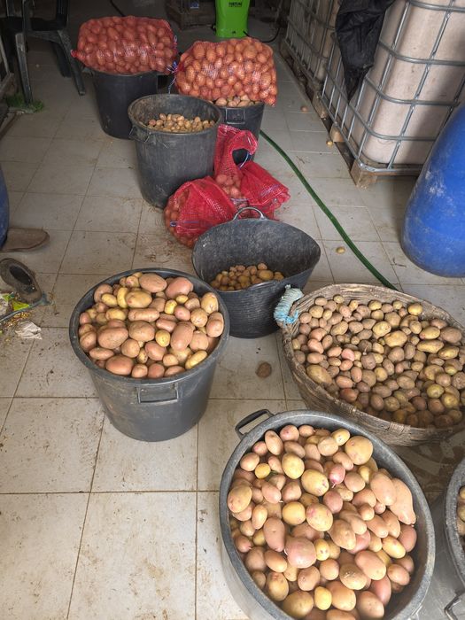 Venda batata nova 20kg por apenas 14€ -0,70€/ o Quilo - Avó Mimi - Castelo de Paiva -Telf:911588868