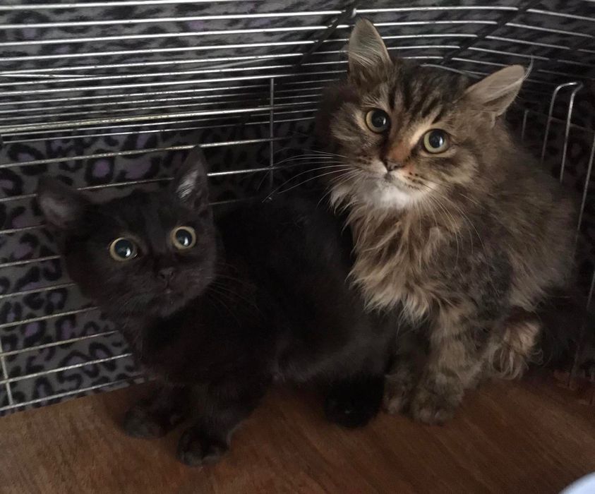 Шикарные котята бесплатно